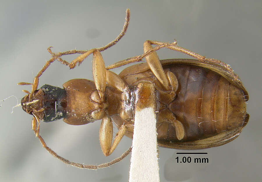 Sivun Agonum (Olisares) quadrimaculatum (G. Horn 1885) kuva