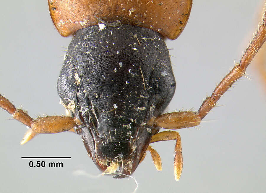 Sivun Agonum (Olisares) quadrimaculatum (G. Horn 1885) kuva