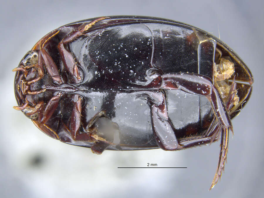 Platynectes (Gueorguievtes) australicus Guéorguiev 1972 resmi