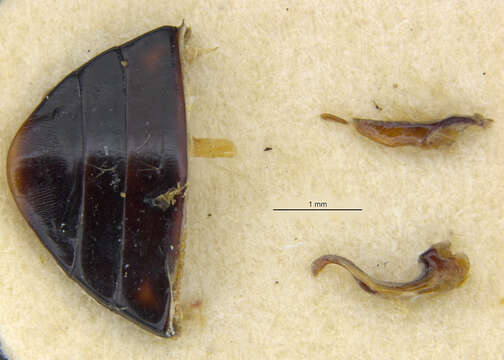 Image of Platynectes (Australonectes) brownei Guéorguiev 1972