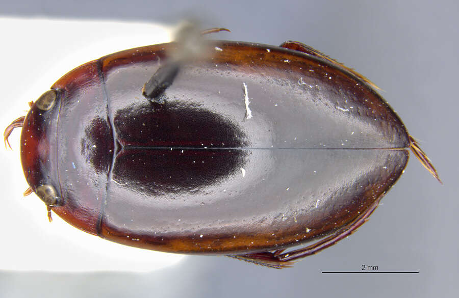 Image of Platynectes (Australonectes) brownei Guéorguiev 1972