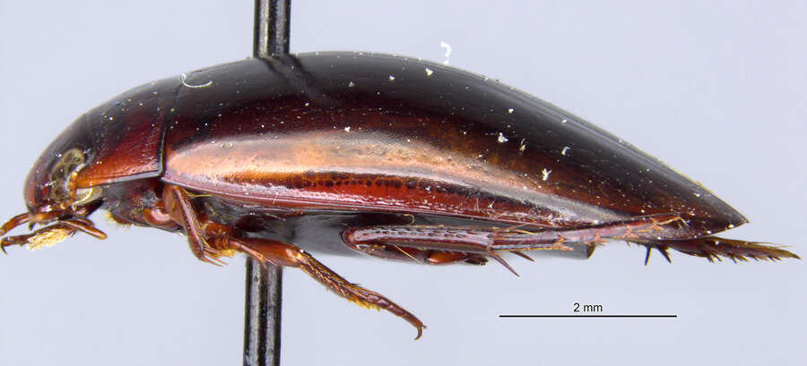 Image of Platynectes (Australonectes) brownei Guéorguiev 1972
