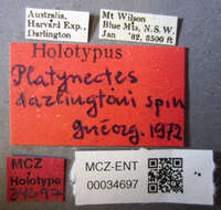 Platynectes (Gueorguievtes) darlingtoni Guéorguiev 1972 resmi