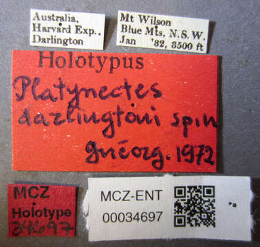 Image de Platynectes (Gueorguievtes) darlingtoni Guéorguiev 1972