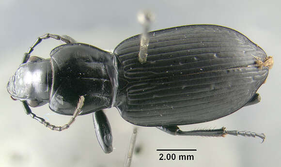 Image of Pterostichus (Bothriopterus) oregonus Le Conte 1861