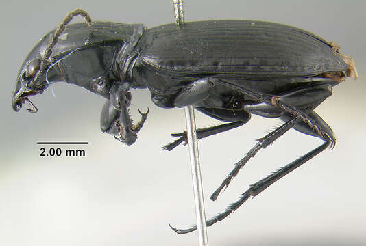 Image of Pterostichus (Bothriopterus) oregonus Le Conte 1861