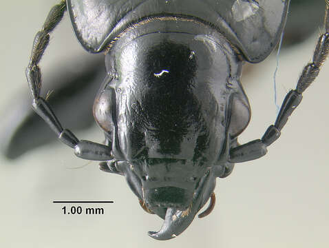 Image of Pterostichus (Bothriopterus) oregonus Le Conte 1861