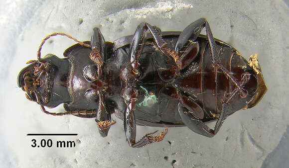 Imagem de Harpalus (Harpalus) animosus Casey 1924