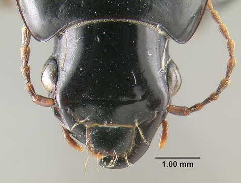 Image of Harpalus (Harpalus) animosus Casey 1924