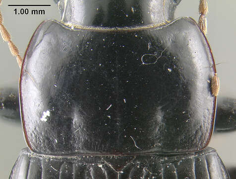 Imagem de Harpalus (Harpalus) animosus Casey 1924