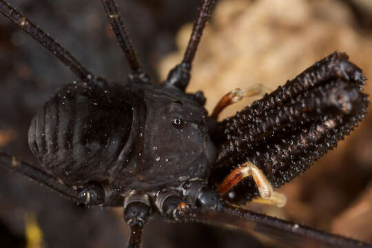 Image of <i>Pantopsalis listeri</i>