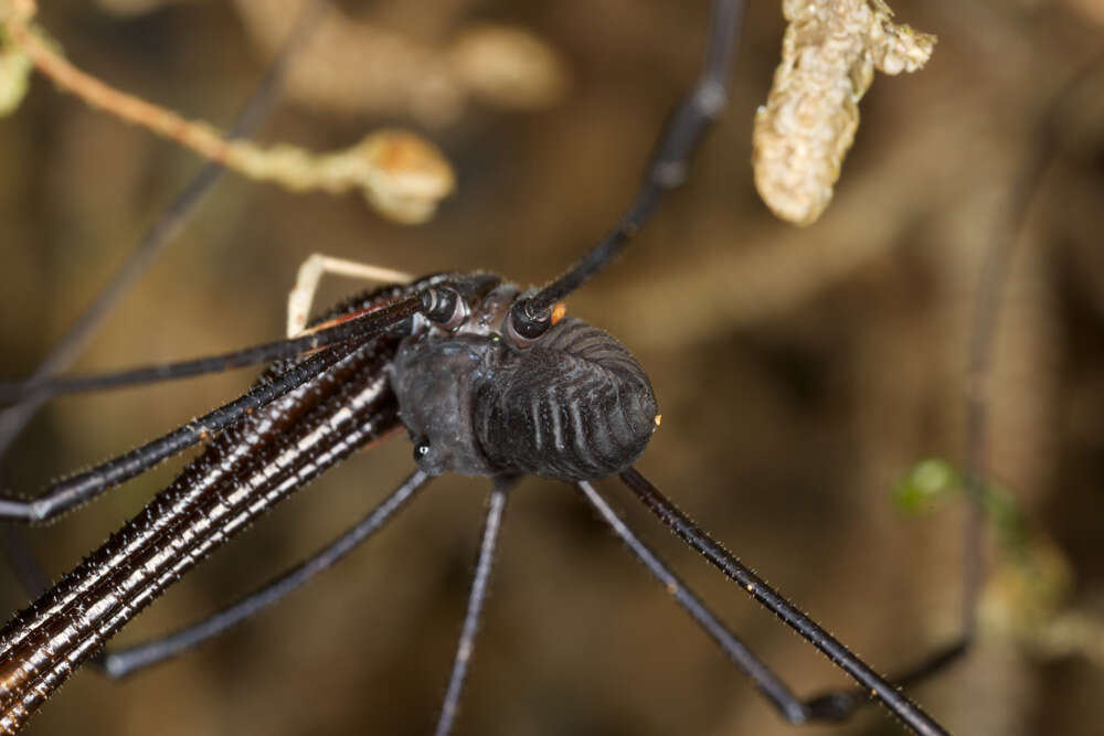 Image of <i>Pantopsalis listeri</i>