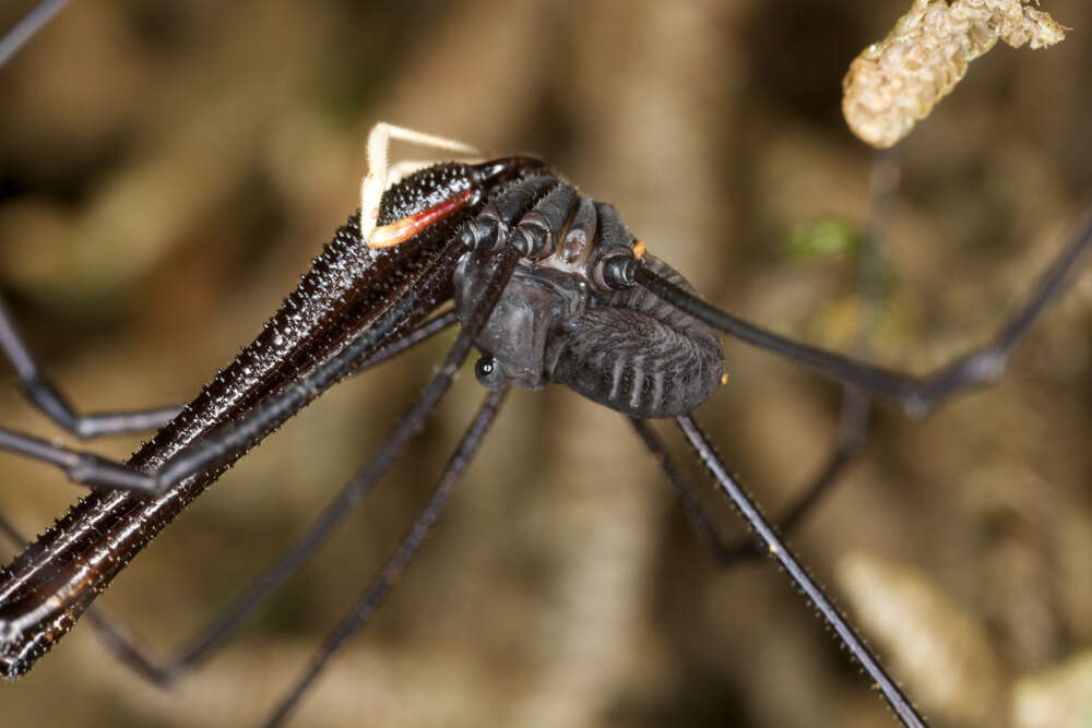 Image of <i>Pantopsalis listeri</i>