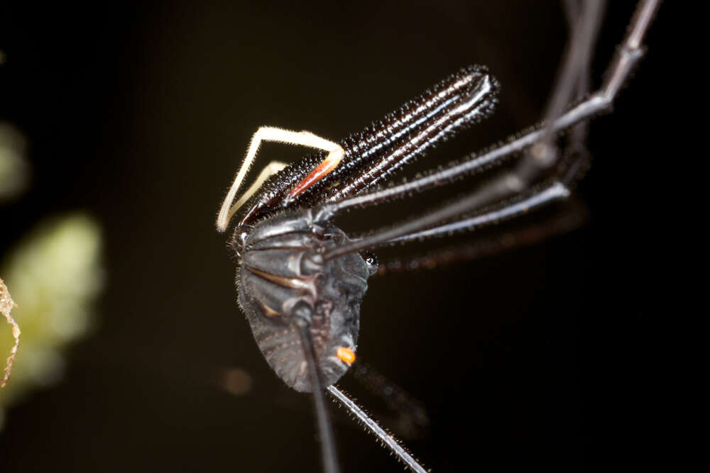 Image of <i>Pantopsalis listeri</i>