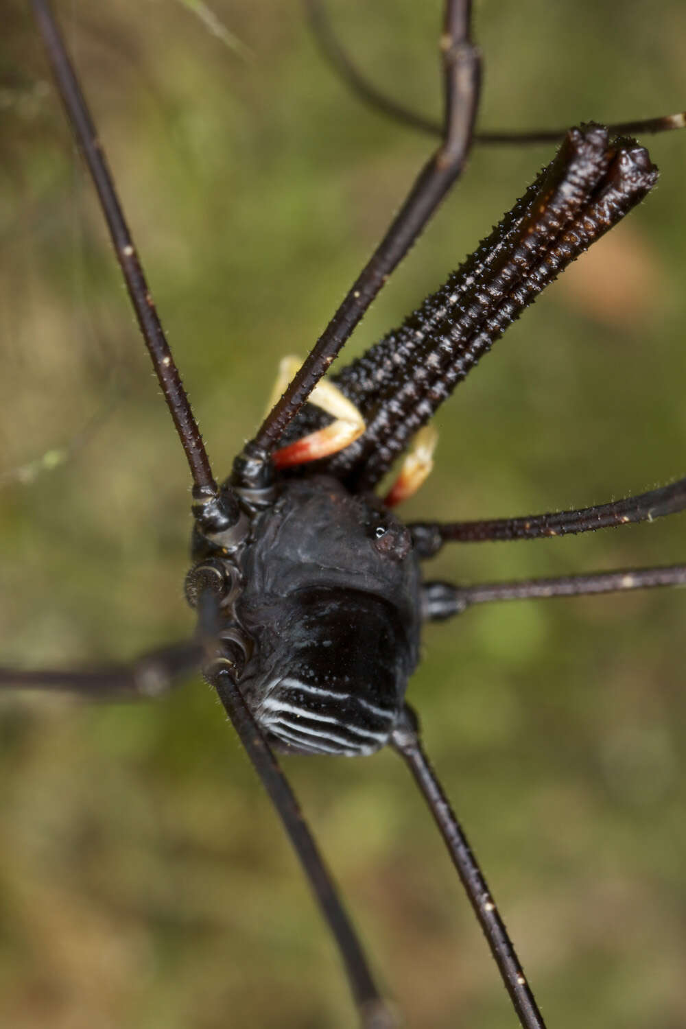 Image of <i>Pantopsalis cheliferoides</i>