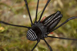 Image of <i>Pantopsalis cheliferoides</i>