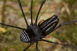 Image of <i>Pantopsalis cheliferoides</i>