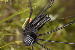 Image of <i>Pantopsalis cheliferoides</i>