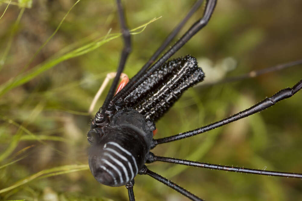 Image of <i>Pantopsalis cheliferoides</i>