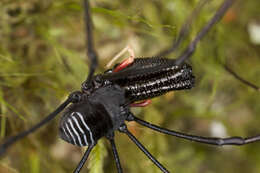 Image of <i>Pantopsalis cheliferoides</i>