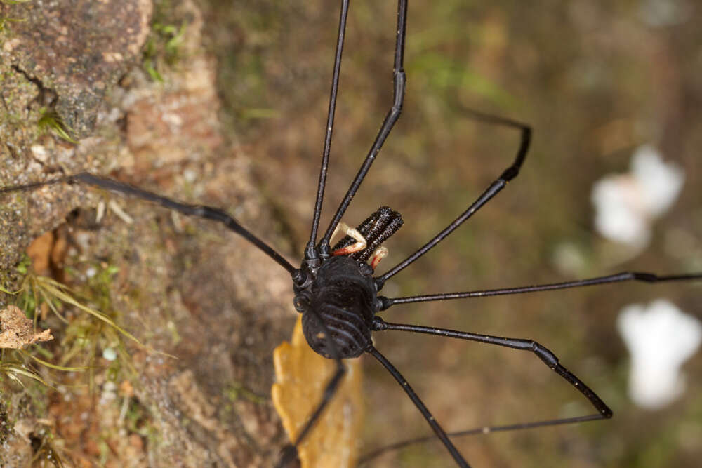 Image of <i>Pantopsalis cheliferoides</i>