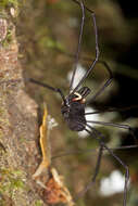 Image of <i>Pantopsalis cheliferoides</i>