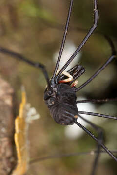 Image of <i>Pantopsalis cheliferoides</i>