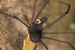 Image of <i>Pantopsalis cheliferoides</i>