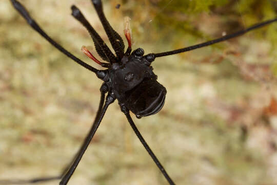 Image of <i>Pantopsalis cheliferoides</i>