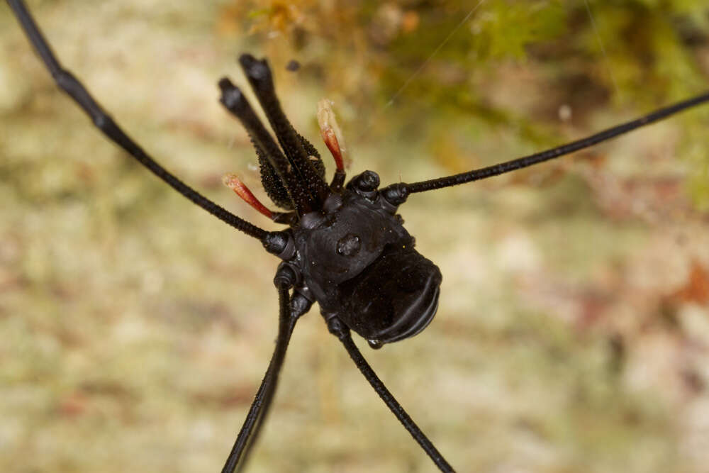 Image of <i>Pantopsalis cheliferoides</i>