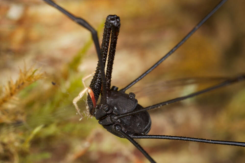 Image of <i>Pantopsalis cheliferoides</i>