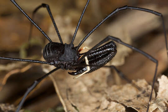 Image of <i>Pantopsalis cheliferoides</i>