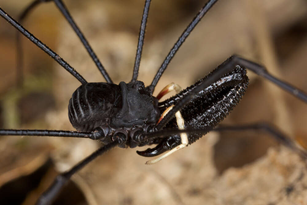 Image of <i>Pantopsalis cheliferoides</i>