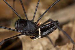 Image of <i>Pantopsalis cheliferoides</i>