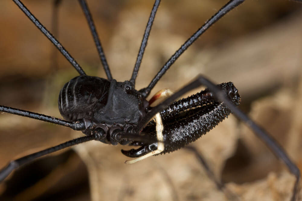 Image of <i>Pantopsalis cheliferoides</i>