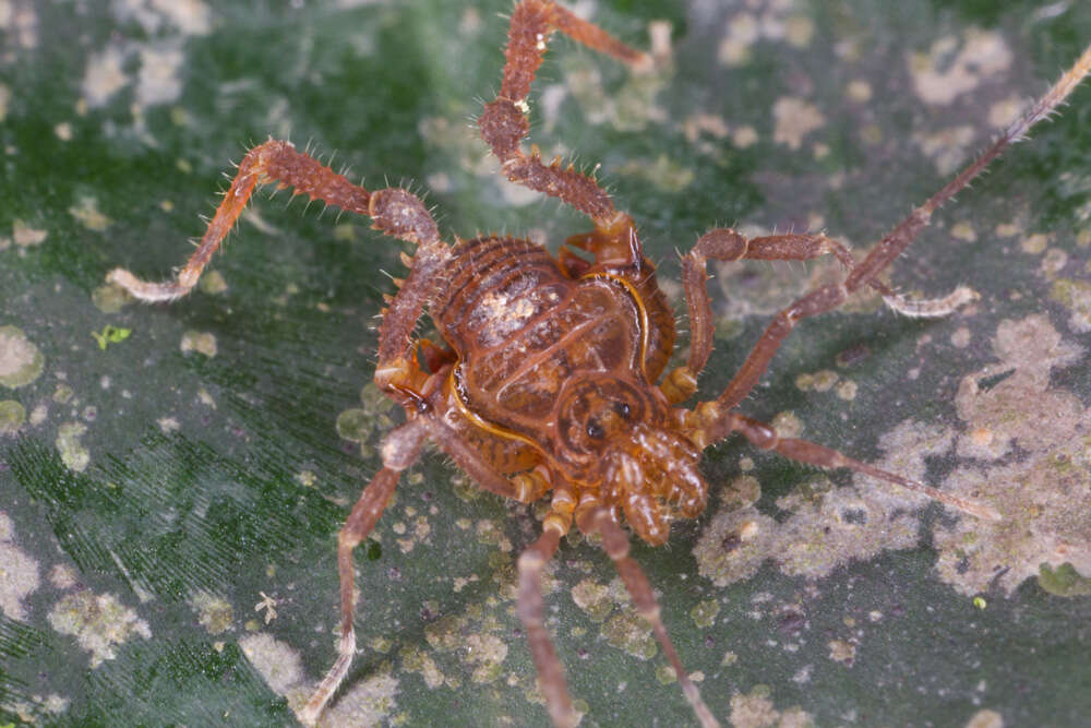 Image of Gonyleptidae