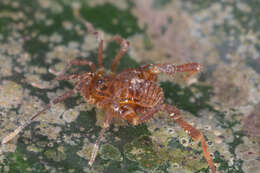 Image of Gonyleptidae
