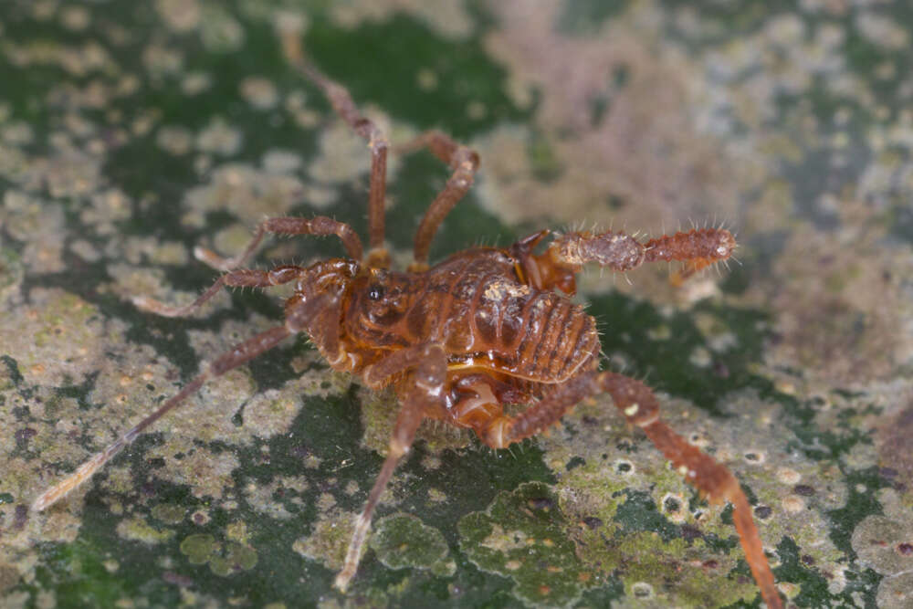 Image of Gonyleptidae
