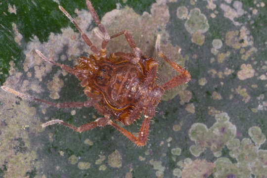 Image of Gonyleptidae