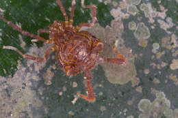 Image of Gonyleptidae