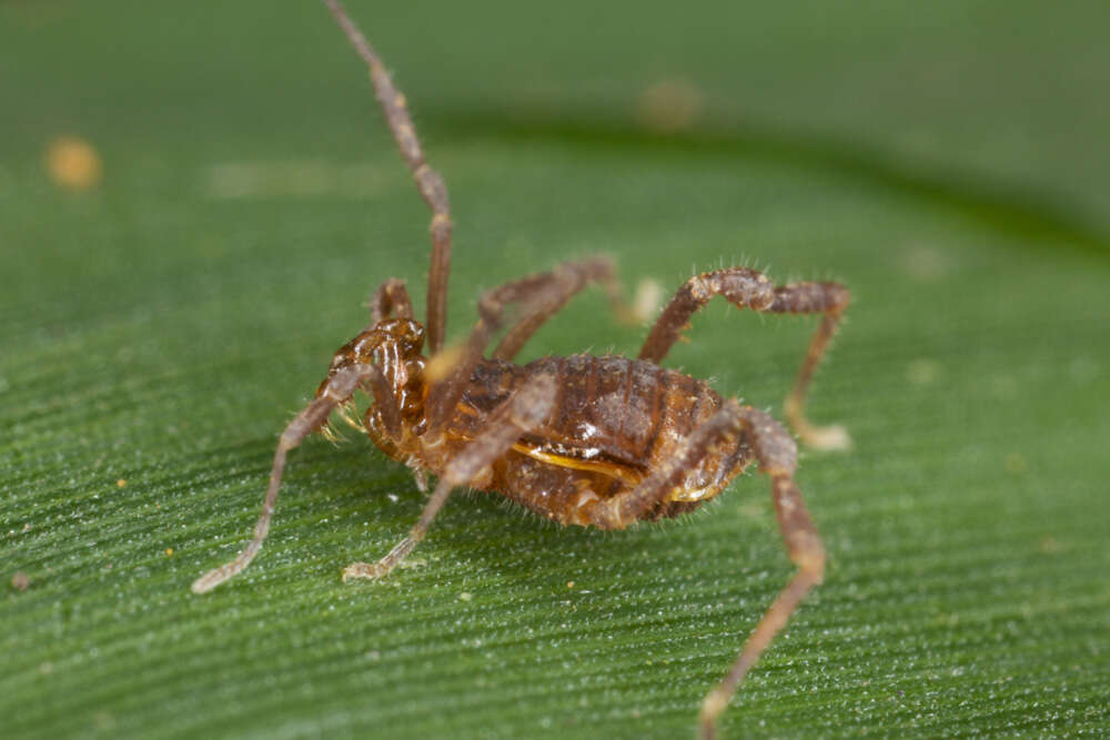 Sivun Gonyleptidae kuva