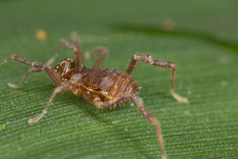 Image of Gonyleptidae