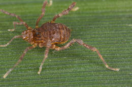 Image of Gonyleptidae