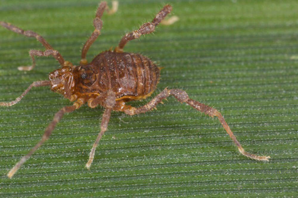 Image of Gonyleptidae