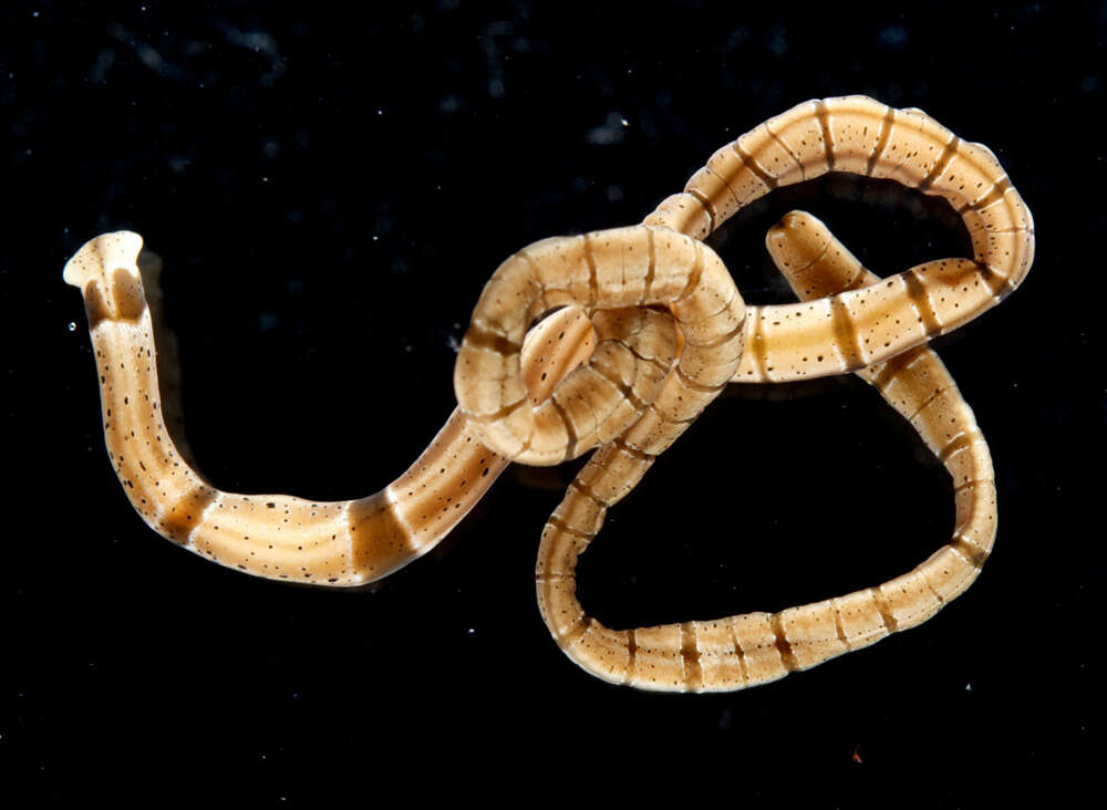 Image of Tubulanidae