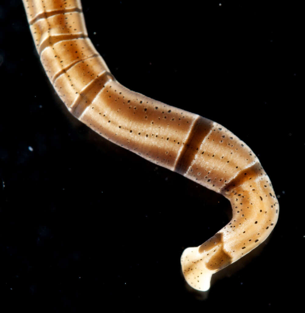 Image of Tubulanidae