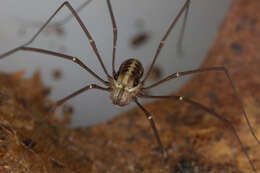 Image de Caddo agilis Banks 1892