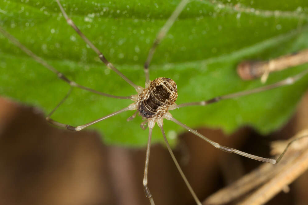 Image de Phalangiidae