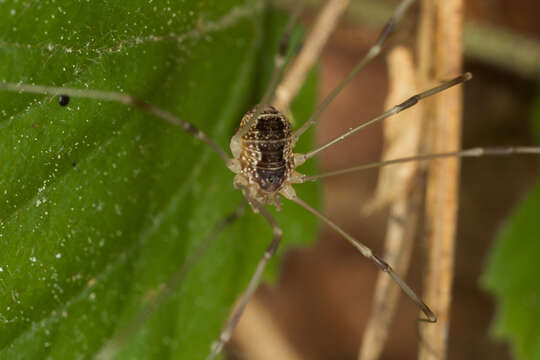 Image of Phalangiidae