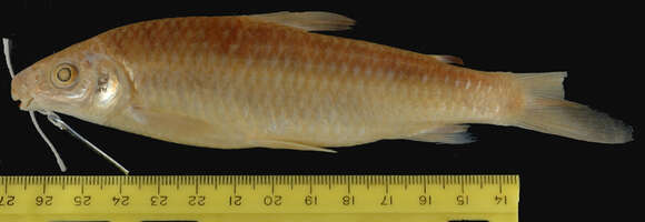 Image of Hemiodus immaculatus Kner 1858